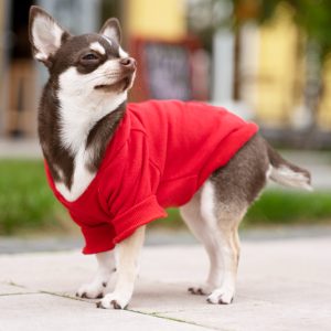 Roupa de cão ou gato